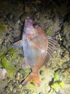 チャリコの釣果