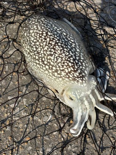 コウイカの釣果