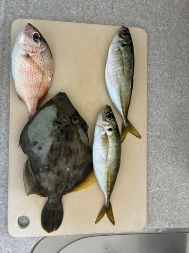 カワハギの釣果