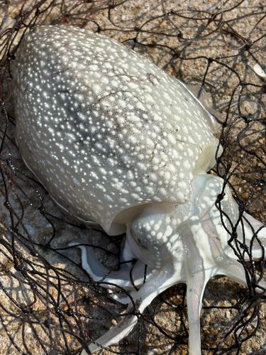 コウイカの釣果