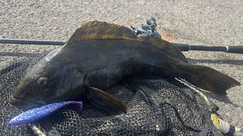 アイナメの釣果