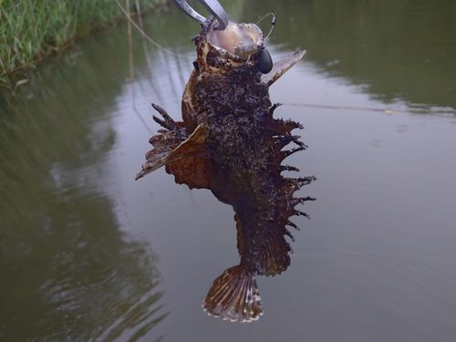 オニオコゼの釣果