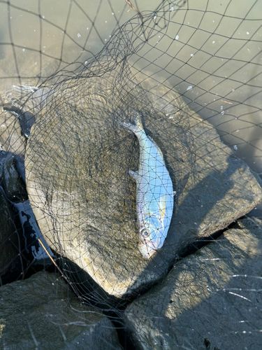 ターポンの釣果