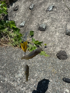 ハゼの釣果
