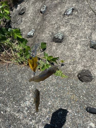 ハゼの釣果