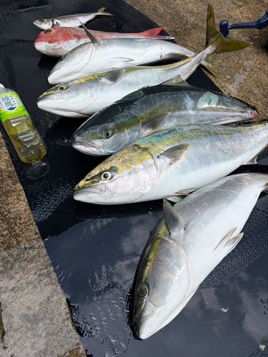 ブリの釣果