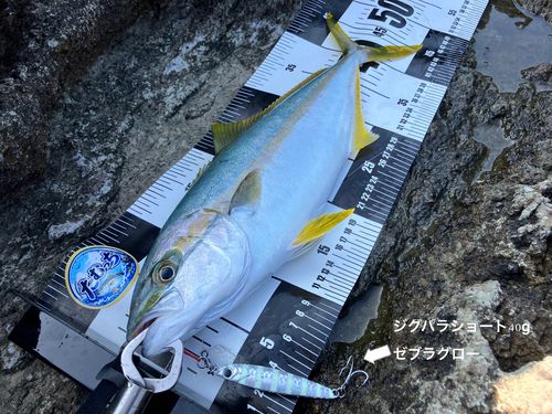 ヒラマサの釣果