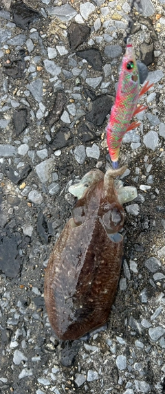 コウイカの釣果