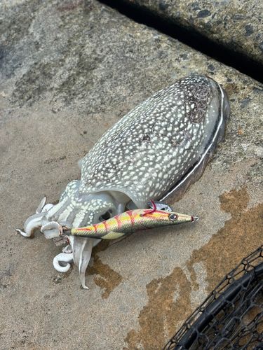 シリヤケイカの釣果