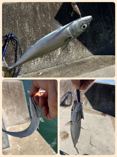 サバの釣果