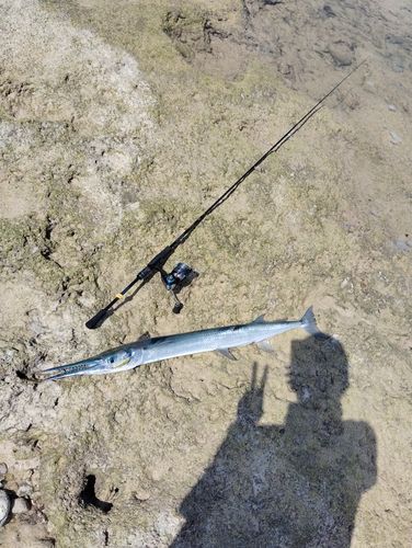 ダツの釣果