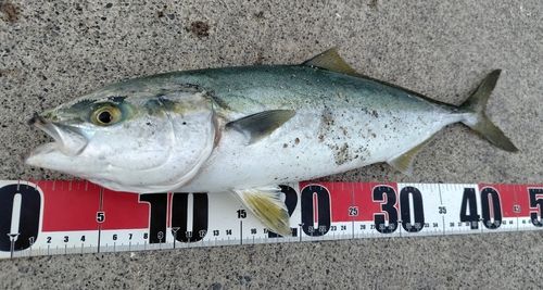 イナダの釣果