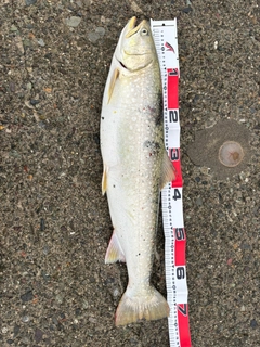 アメマスの釣果