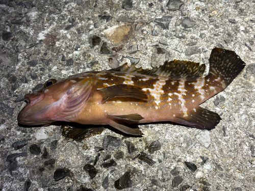 アコウの釣果