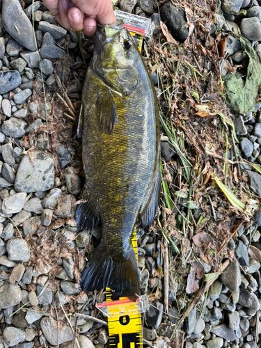 スモールマウスバスの釣果