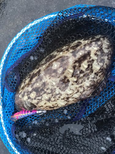 コウイカの釣果