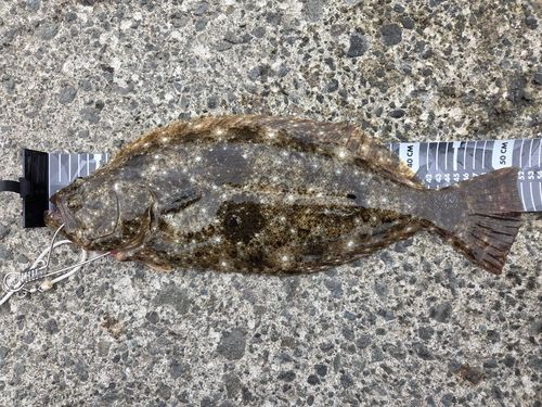 ヒラメの釣果