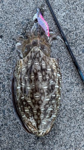 コウイカの釣果