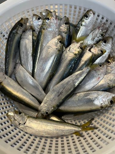 ママカリの釣果
