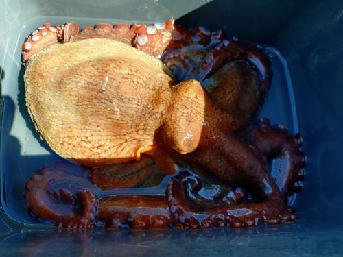 タコの釣果