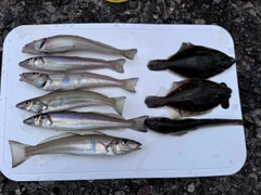 シロギスの釣果
