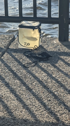 サッパの釣果
