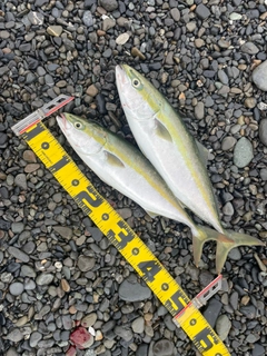 イナダの釣果