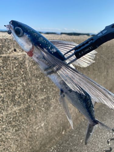 トビウオの釣果