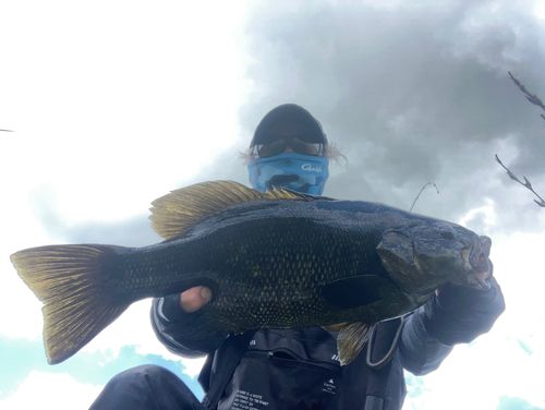 スモールマウスバスの釣果