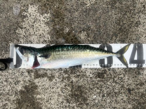 サバの釣果