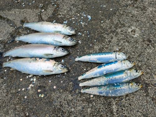 ニシンの釣果・釣り情報まとめ【2026年最新】 - アングラーズ | 釣果 ニシンの釣果・釣り情報まとめ【2026年最新】 - アングラーズ | 釣果