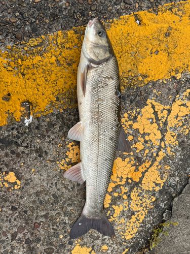 マルタウグイの釣果