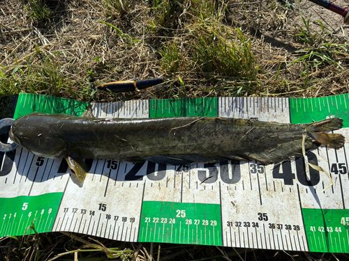 ナマズの釣果
