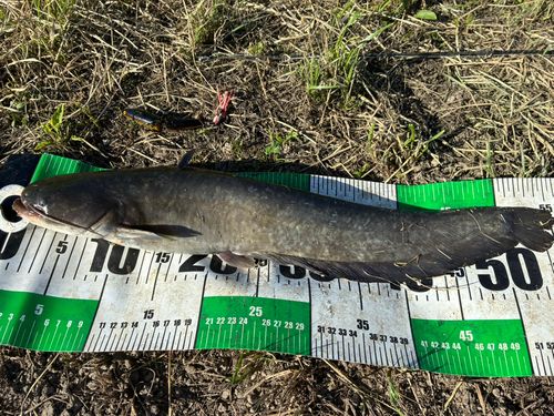 ナマズの釣果