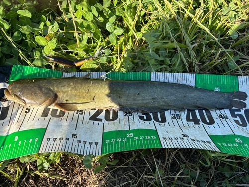 ナマズの釣果