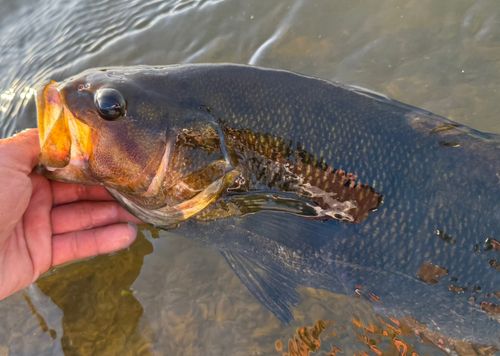 スモールマウスバスの釣果