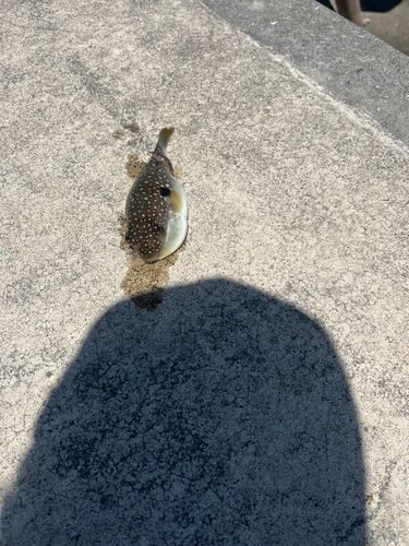 クサフグの釣果