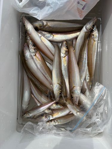 キスの釣果