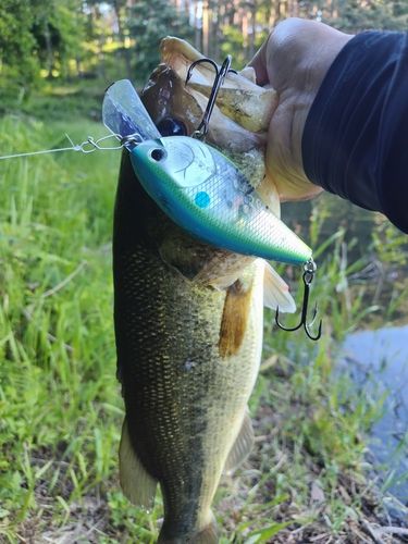 ブラックバスの釣果