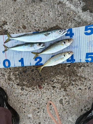 サバの釣果
