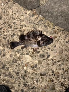 クロソイの釣果