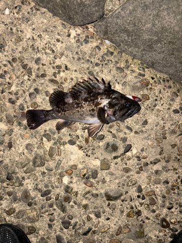 クロソイの釣果