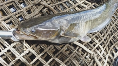 ナマズの釣果