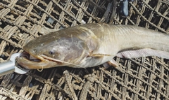 ナマズの釣果