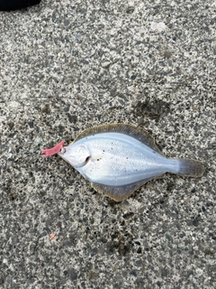 カレイの釣果