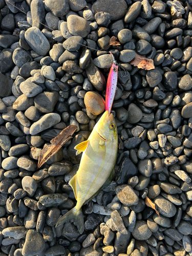 シオの釣果