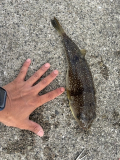 クサフグの釣果