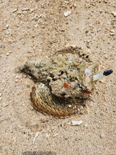 オニダルマオコゼの釣果