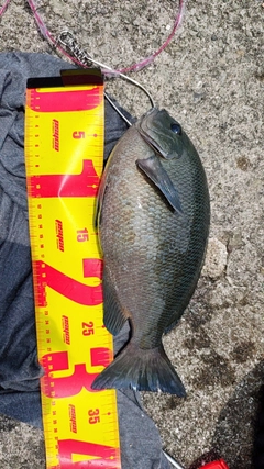 グレの釣果