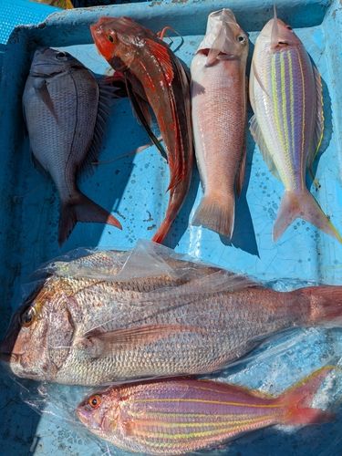 マダイの釣果